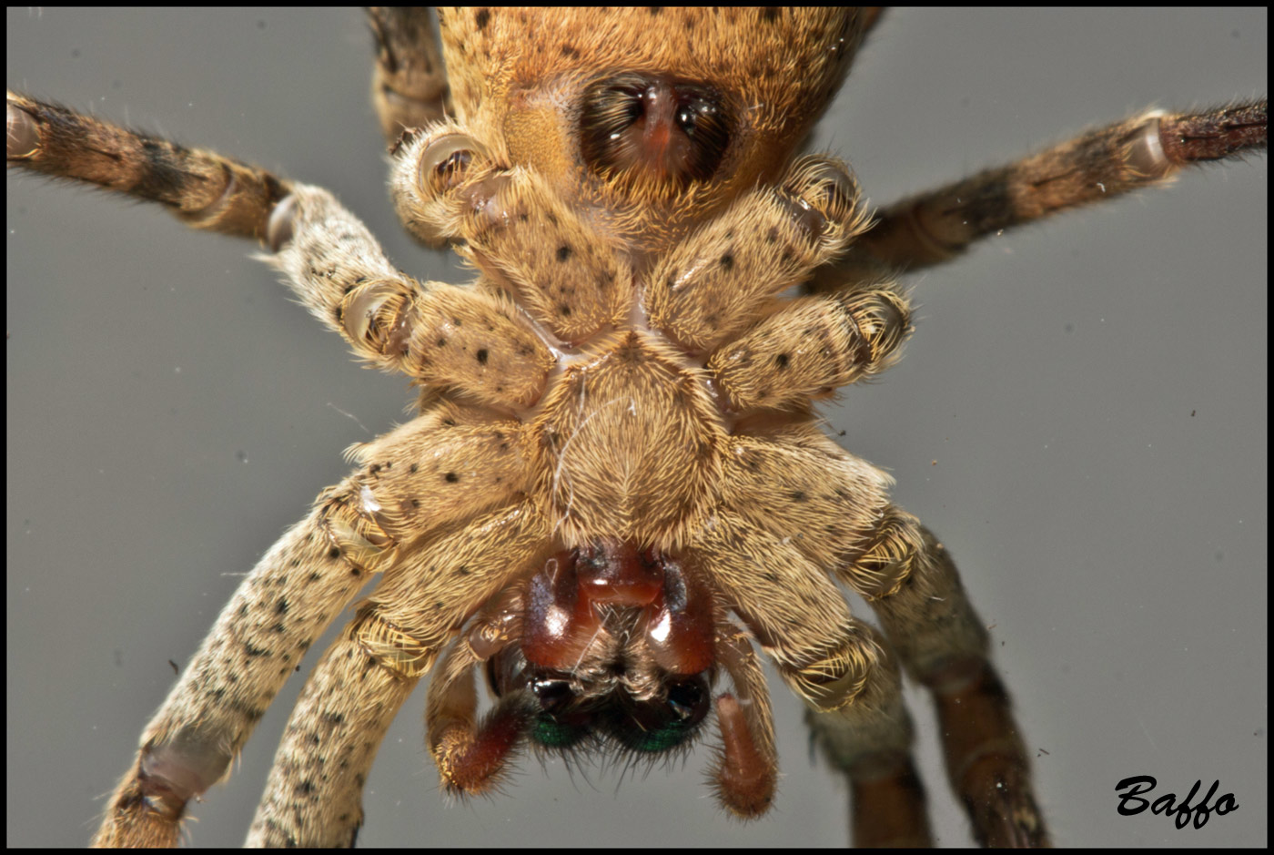 Agelenidae? No. Femmina di Zoropsis sp.